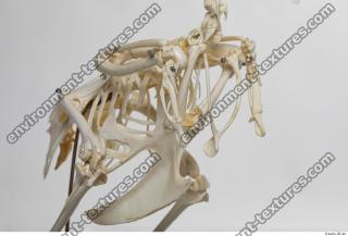 Photo Textures of Hen Skeleton